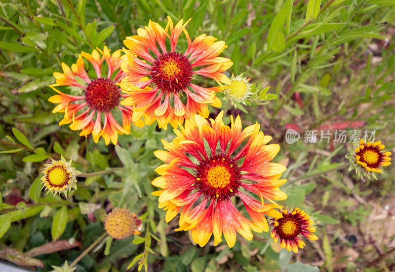 希腊克里特岛Rethymnon镇的Gaillardia aristata“Granretip”太阳爆发